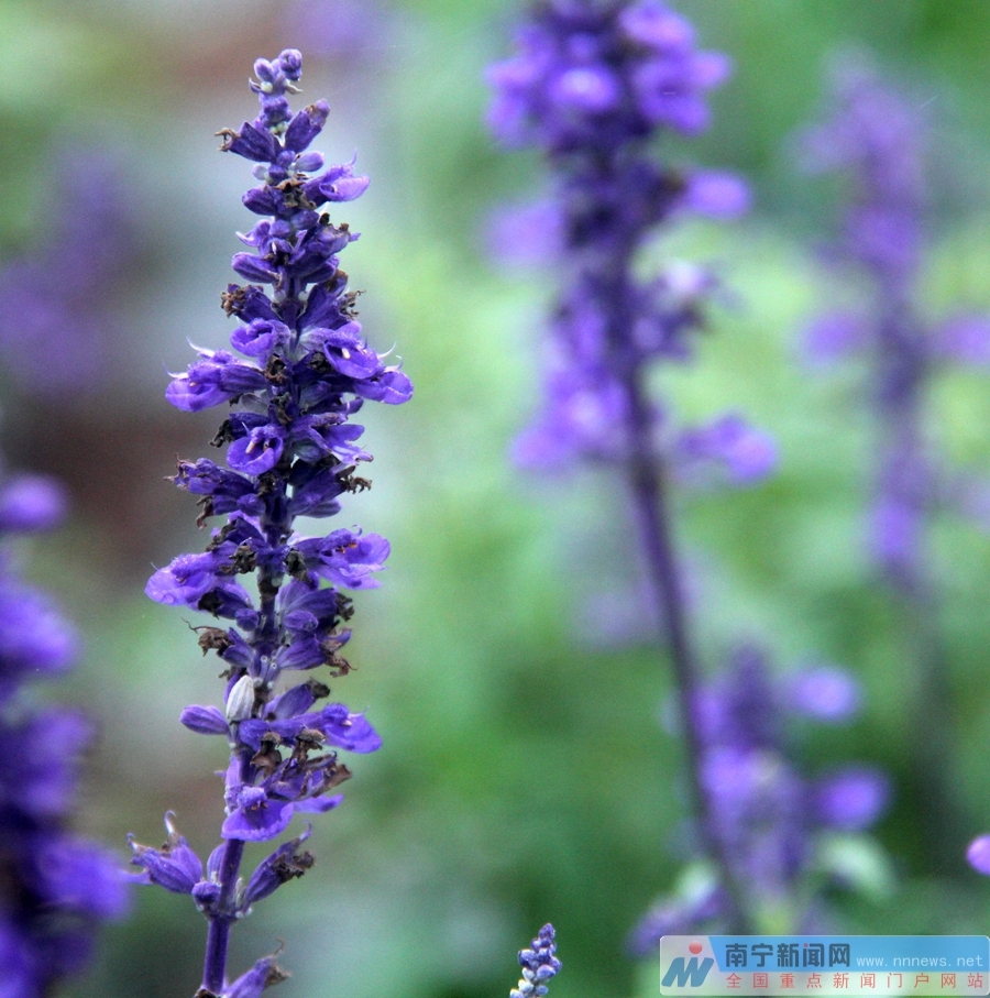 法国狭叶薰衣草品质也有培植 记者 黄登 摄