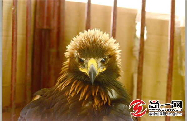 大金雕飞进鸡舍 保护区筑巢迎客 壶瓶山镇发现国家一级保护动物