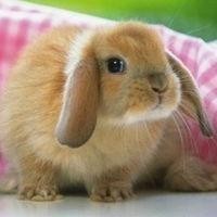 贝恩环球外汇MT4外汇微交易一分钟操作技巧诀