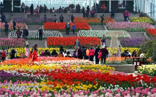 春节大假 去花舞人间畅游花海 春节大假 去花舞人间畅游花海