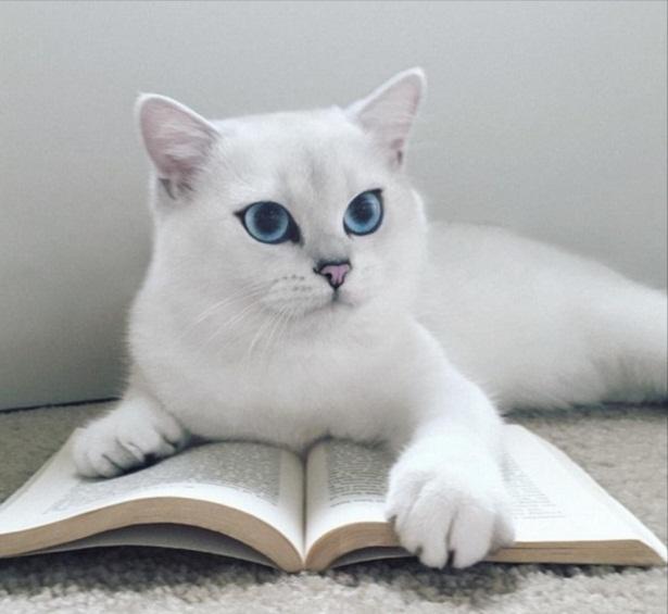 这只美喵名叫coby,被外国网友称赞有"最漂亮的眼睛".