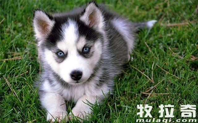 狗狗感冒了可以吃人的感冒药吗