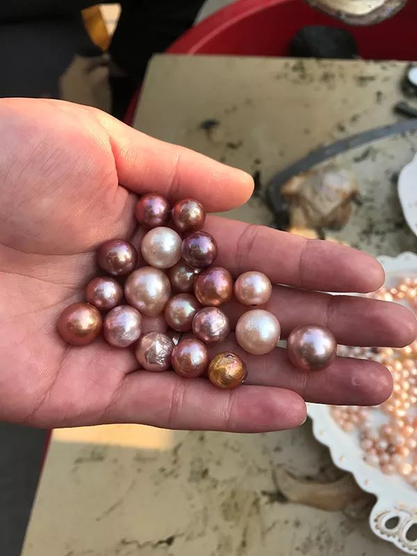 女子看直播开蚌上瘾花3万买珍珠:不戴摸摸也好 女子看直播开蚌上瘾花3万买珍珠:不戴摸摸也好