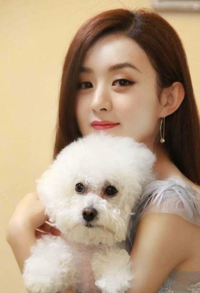 娱乐圈有哪些明星爱宠物狗,赵丽颖林更新陈乔