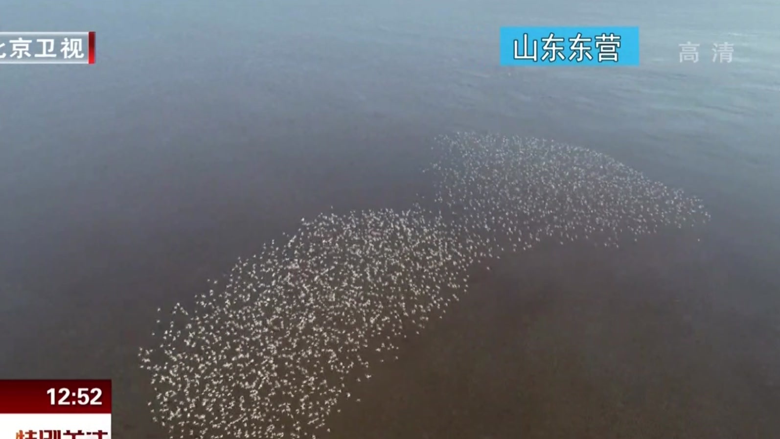 黄海入海口：群鸟空中现游龙造型