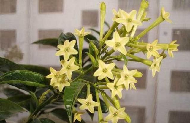 2,夜来香 小编的朋友很爱花,却不太懂花,它的香气会让头晕目眩,特别