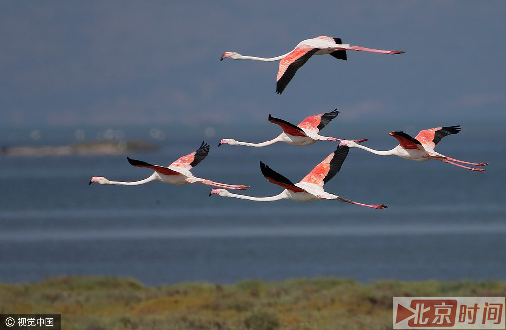迁徙中的火烈鸟每晚可以50~60公里的时速飞行600公里。
