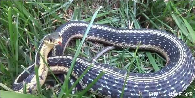 美女逗毒蛇被蛇咬到后毒蛇却死了,难道美女有