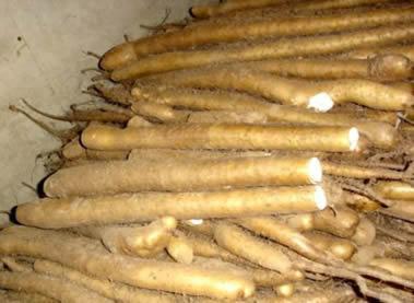 山东莘县:打造农业产业结构调整的王庄集样板