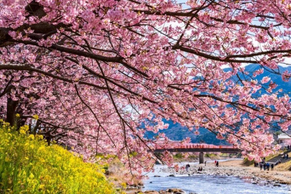 精选 | 2月份日本七大必去绝景,赏花、节庆、雪