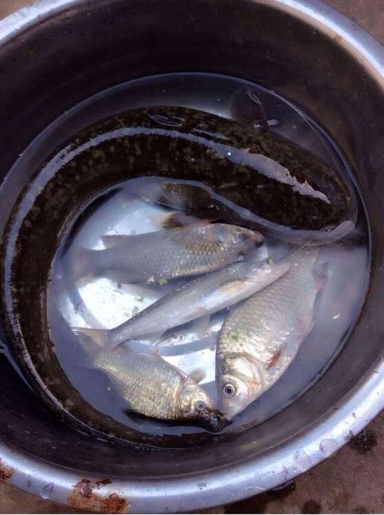 农村钓鱼人拿手绝活儿,用泥鳅专钓黑鱼!