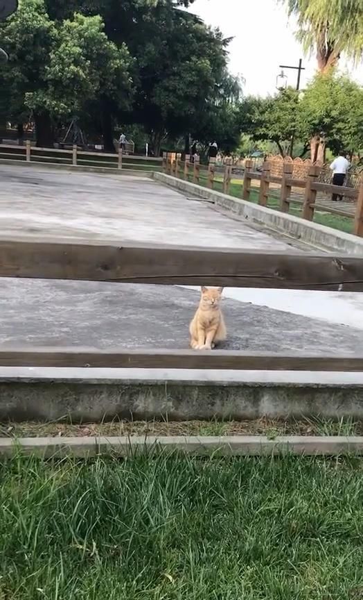 公园偶遇一只橘猫,网友靠近它时憋不住笑喷,喵:他来了,快闭眼