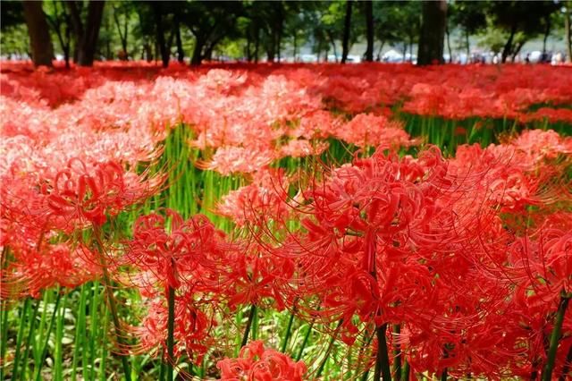 日本500萬株彼岸花即將盛放 花海的絢爛景色也令人陶醉 雪花新闻 日本500萬株彼岸花即將盛放 花海的絢爛景色也令人陶醉 雪花新闻