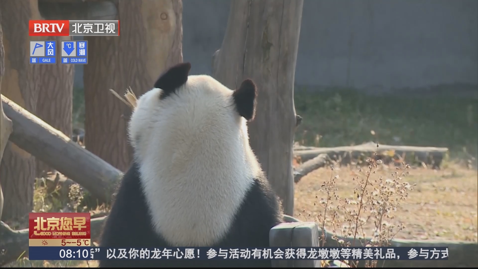 东北虎大熊猫 威风可爱萌翻游客