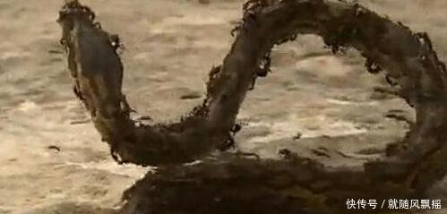 毒蛇誤闖行軍蟻穴 瞬間變成一堆白骨 地表最強殺手 雪花新闻