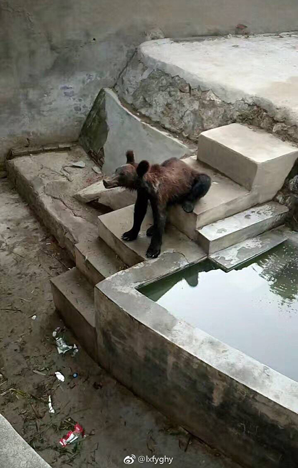 河南一動物園棕熊瘦骨嶙峋引被虐質疑 園方:熊健康,沒虐待