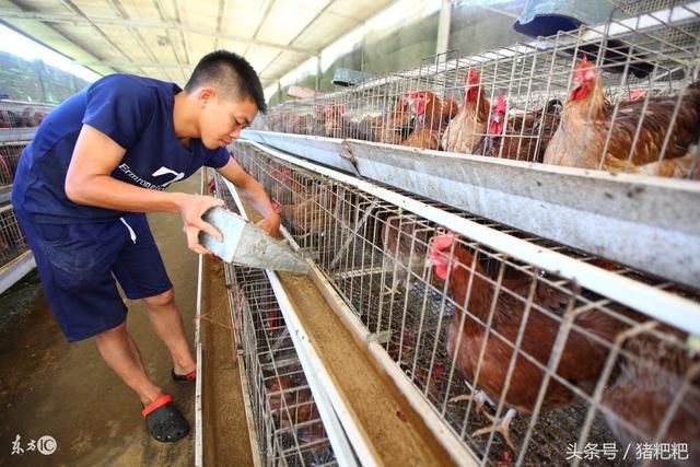 养鸡户们看过来:2018的养殖鸡补贴标准出来了