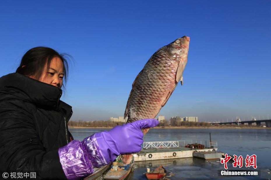 哈尔滨气温骤降 江鱼出水被冻成“冰棍”