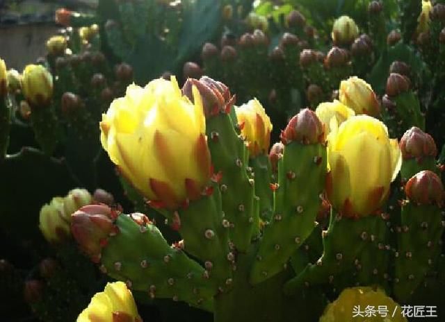 都说仙人掌六十年一开花?这两招马上开出花朵