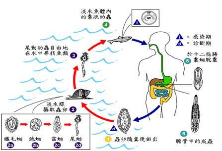 並殖吸蟲病並殖吸蟲病由寄生於人體內各臟器(以肺部為主)的並殖吸蟲