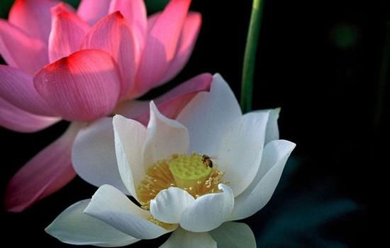 梦见狗吃蛇是什么意思 梦见狗咬蛇是什么预兆