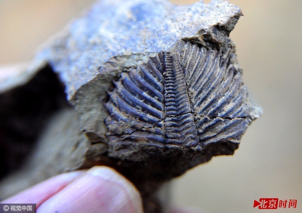 重庆现亿年前三叶虫化石 头部触须清晰可见 重庆现亿年前三叶虫化石 头部触须清晰可见