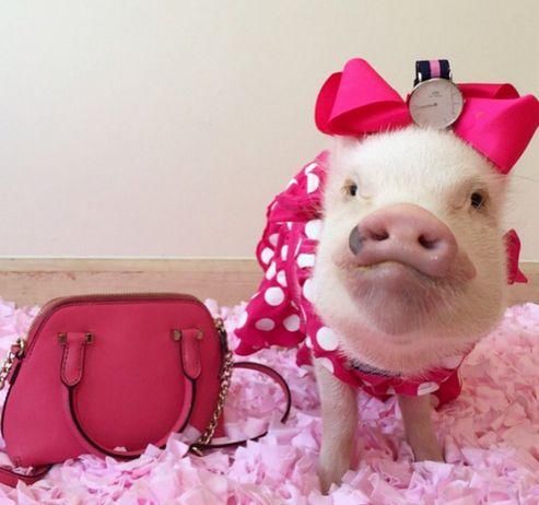 生肖猪2018有大喜!哪年出生的人最好命?来看