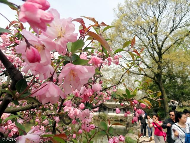 全国各地城市市花市树大全,你知道自己所在城