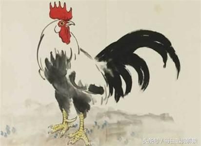 属鸡2019年运势运程 生肖鸡2019年运势大全