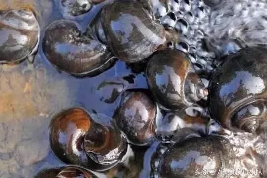 入侵物种是什么东西,在中国遇上吃货,吃到靠人