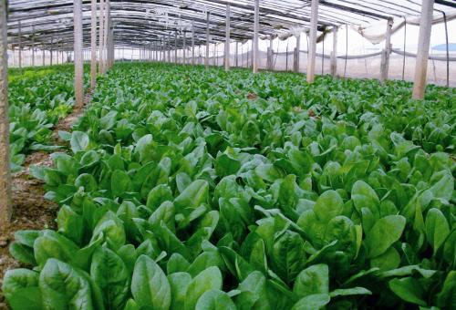 柬埔寨种菠菜的日子