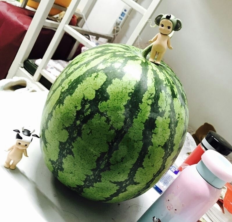 看,这个西瓜圆滚滚,色泽鲜艳,真是非常诱人.