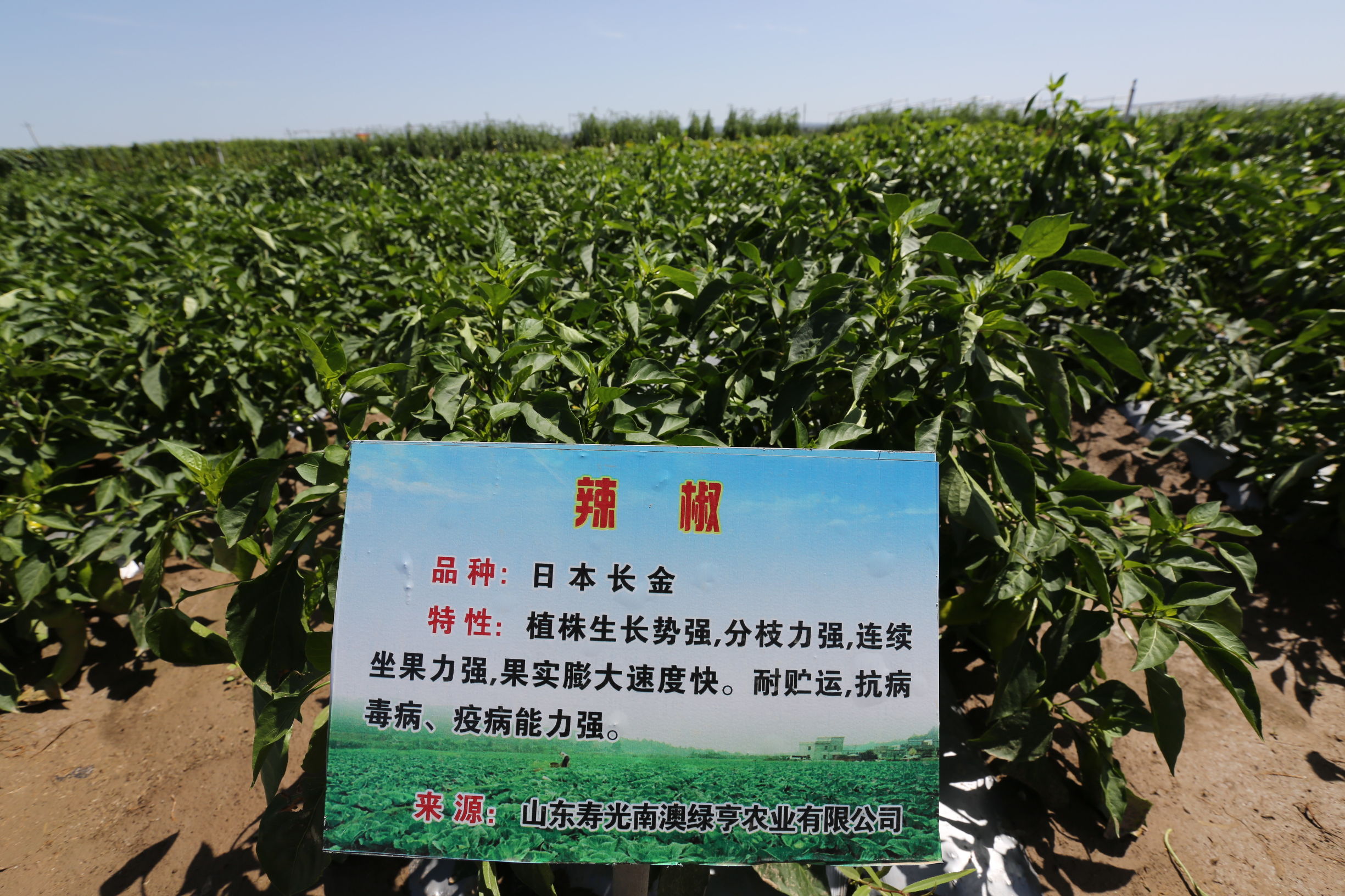 宁夏姚磨村万亩冷凉蔬菜基地 寿光品种真不少