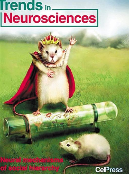 胡海岚团队证实了"胜利者效应"背后的神经学机制,表明它真的让大脑