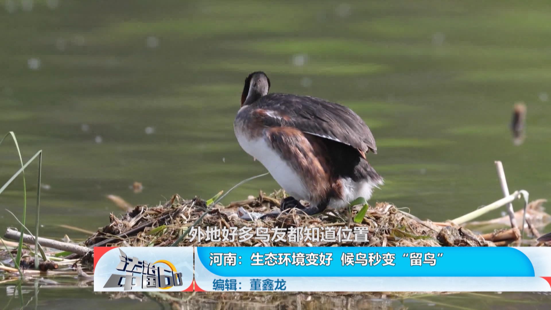 生态环境变好 候鸟秒变“留鸟”_北京时间