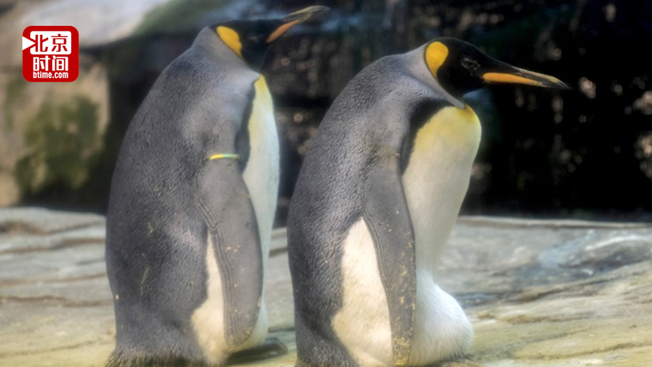德国同性恋企鹅喜获被遗弃的蛋 为了当爹曾试图孵化鱼和石头