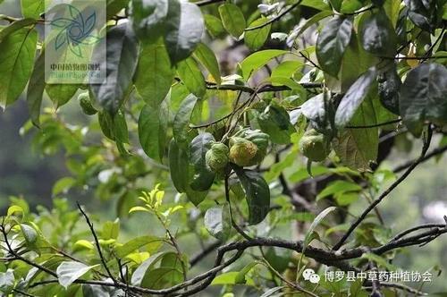 每天學習一種中草藥 白桂木 雪花新闻