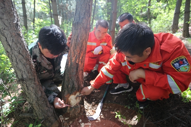 铜川宜君县森林病虫害防治工作正在进行中