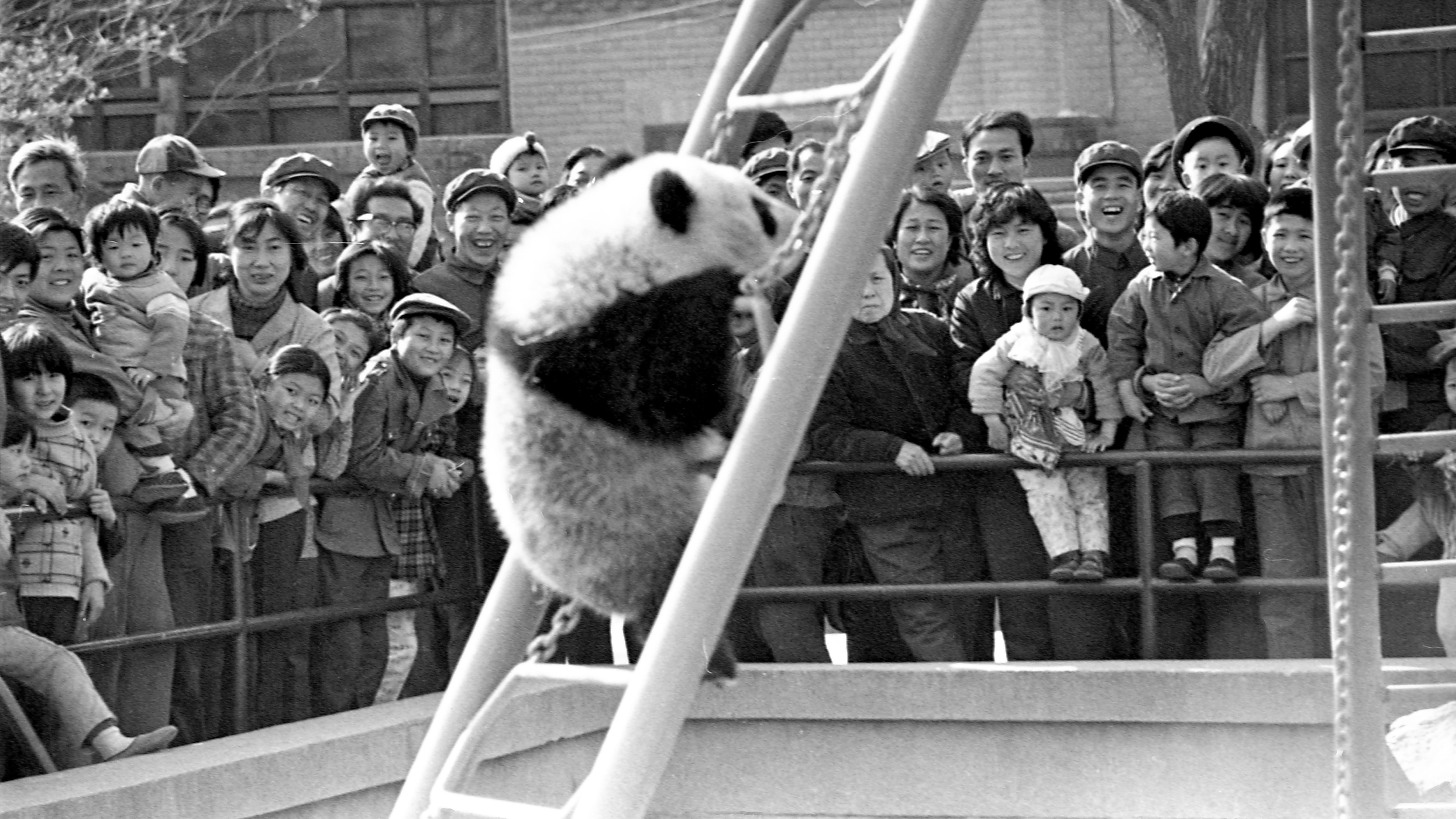 《1982年北京动物园的大熊猫》