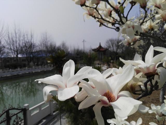 词牌名串联七绝\/春\/鱼游春水杏花天\/图文:沂蒙醉