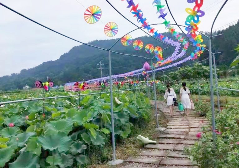 四川西充 一乡一节 第四季将走进双洛乡莲花文化节 环游号