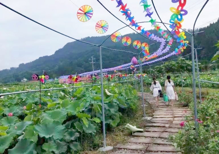 四川西充 一乡一节 第四季将走进双洛乡莲花文化节 环游号 四川西充 一乡一节 第四季将走进双洛乡莲花文化节 环游号