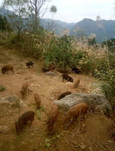 黔江金洞乡:养殖"二代野猪"拓宽村民致富渠道