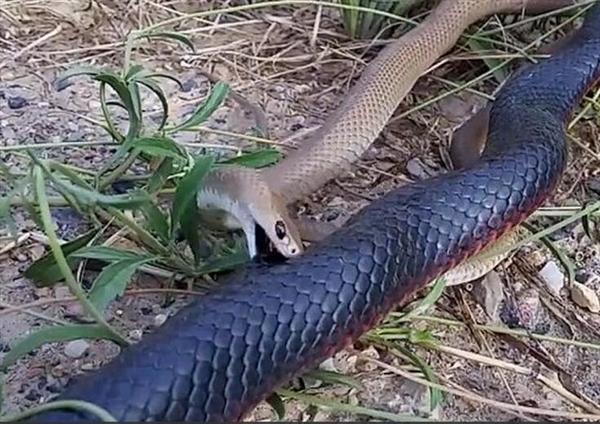 冒死偷拍:眼镜蛇袭击同类被反咬 结局凶残 冒死偷拍:眼镜蛇袭击同类被反咬 结局凶残
