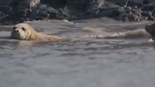 《特别关注》20190313斑海豹幼崽走丢 渔民深夜求助 《特别关注》20190313斑海豹幼崽走丢 渔民深夜求助