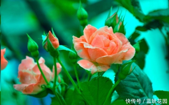 蓝妖:月季开花后如何施肥?至少50%的人做错了