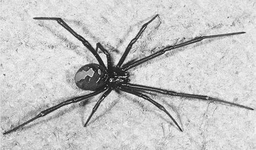 世界上10大最毒蜘蛛排行榜,黑寡妇进不了前