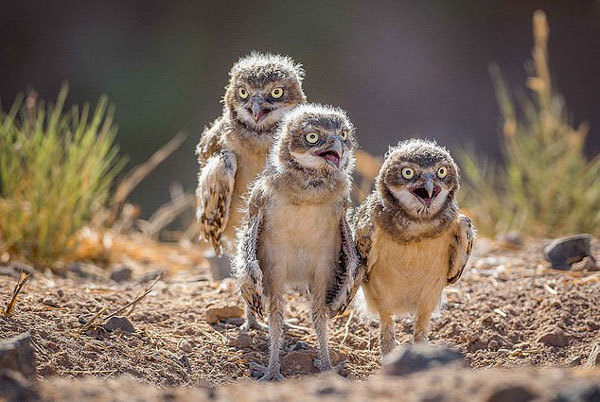 美沙漠穴鸮吃惊看镜头 样子可爱滑稽惹人爱