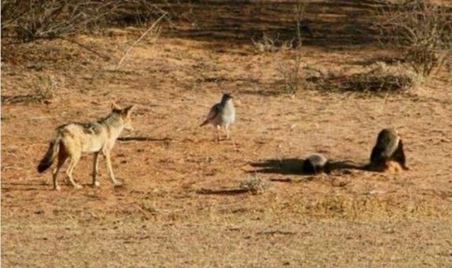 蜜獾:一个除了人类以外,基本没有天敌的动物