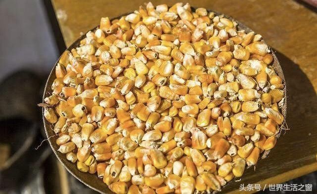 2018\/19年度玉米价格将会出现反弹 或将引发玉